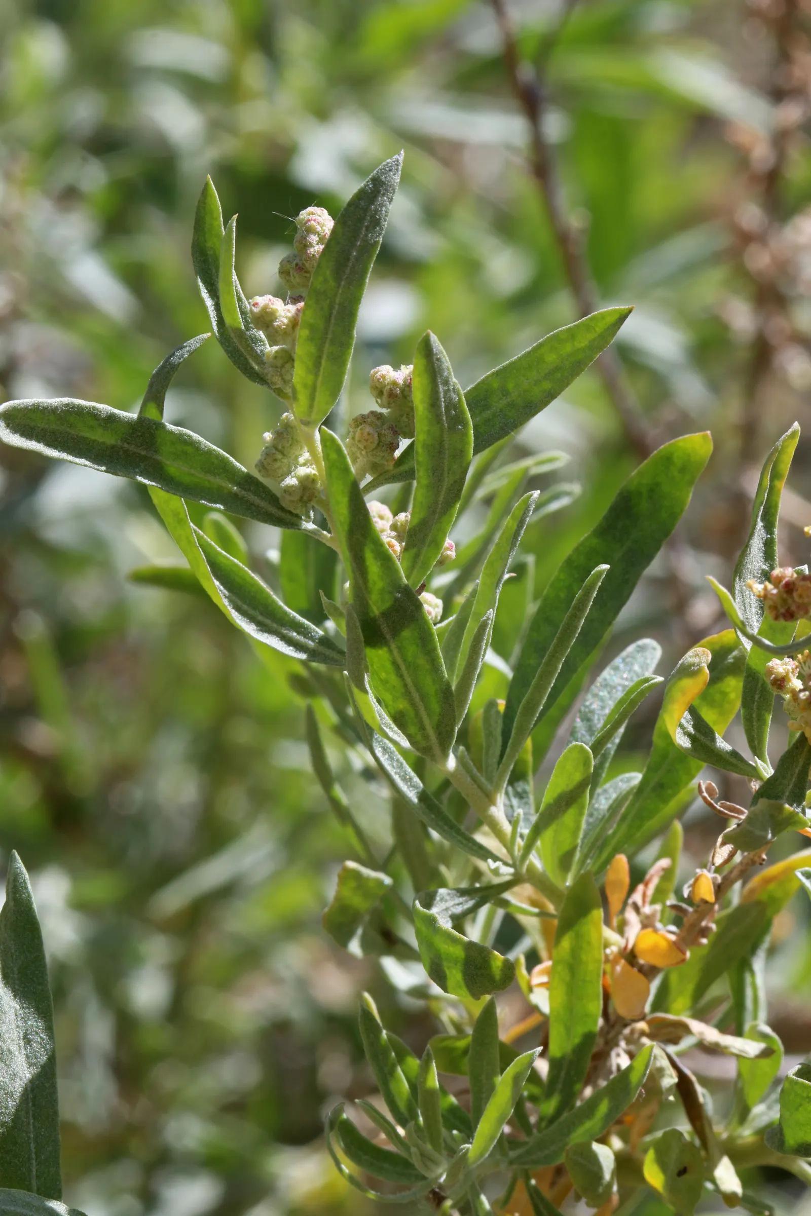Four-Wing Salt Bush (Atriplex Canescens) — thanks to its dense growth habit