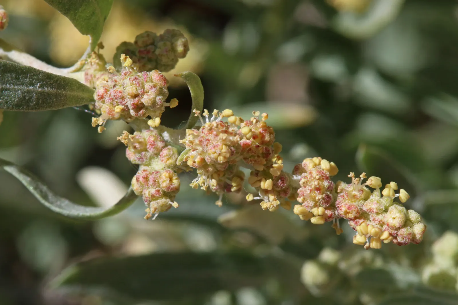 Four-Wing Salt Bush (Atriplex Canescens) — Its distinctive feature: seed pods with four papery wings, adding texture; four-wing Saltbush presents a rounded