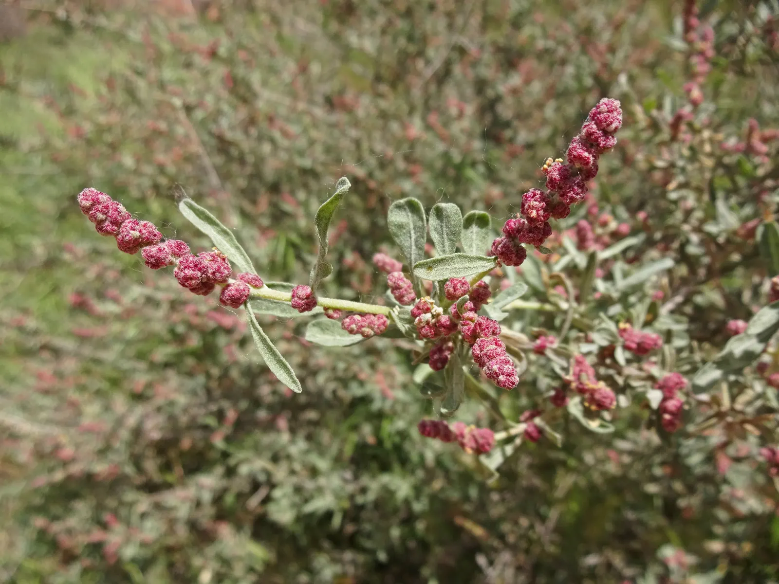 Four-Wing Salt Bush (Atriplex Canescens) — Four-wing Saltbush presents a rounded form with intricate branching patterns