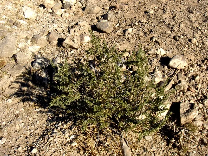 Four-Wing Salt Bush (Atriplex Canescens) — It requires minimal water once established, surviving on as little as 8 inches of rainfall annually