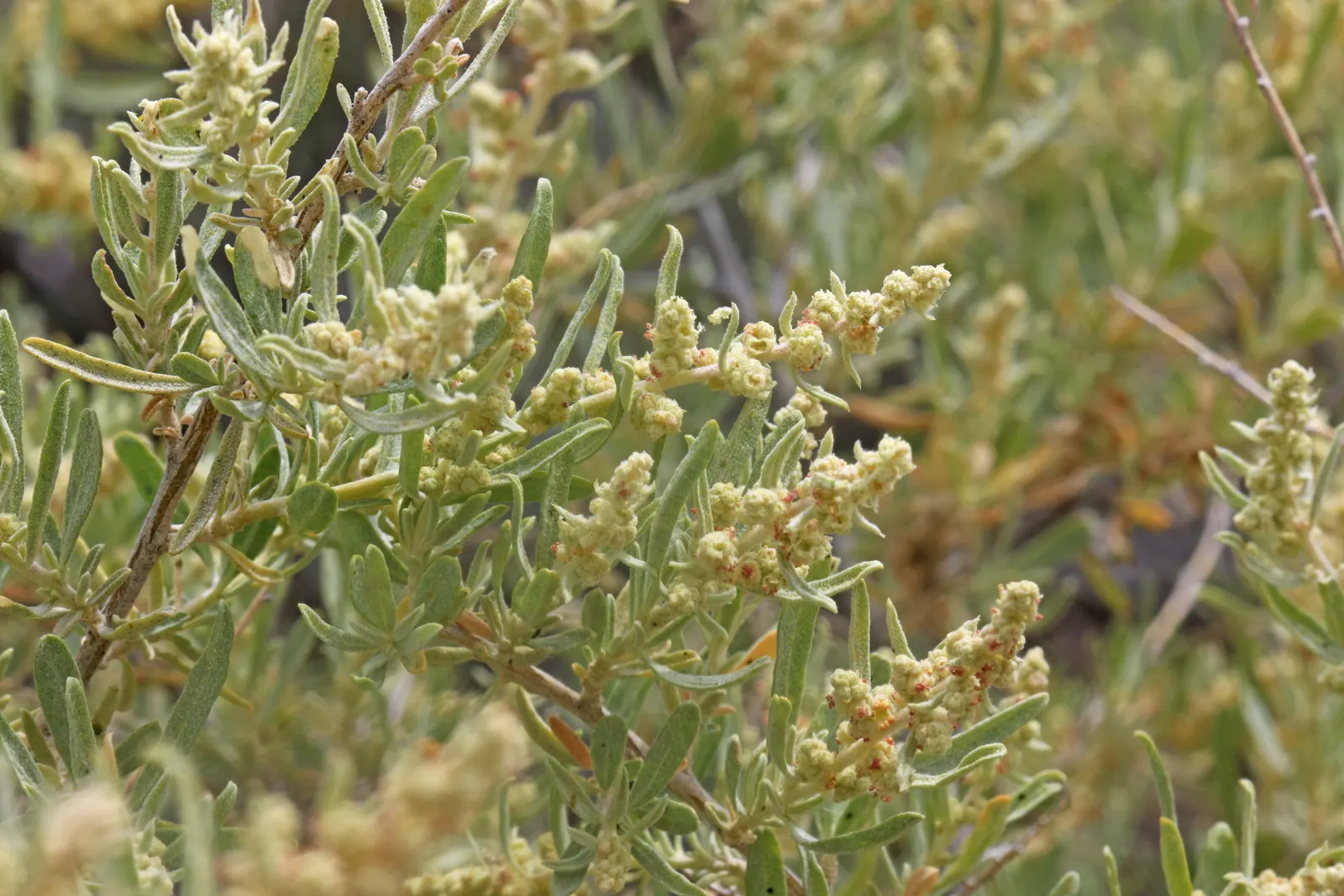 Four-Wing Salt Bush (Atriplex Canescens) — Gray-green leaves and a sprawling form make it ideal for erosion control and xeriscaping; thanks to its dense growth