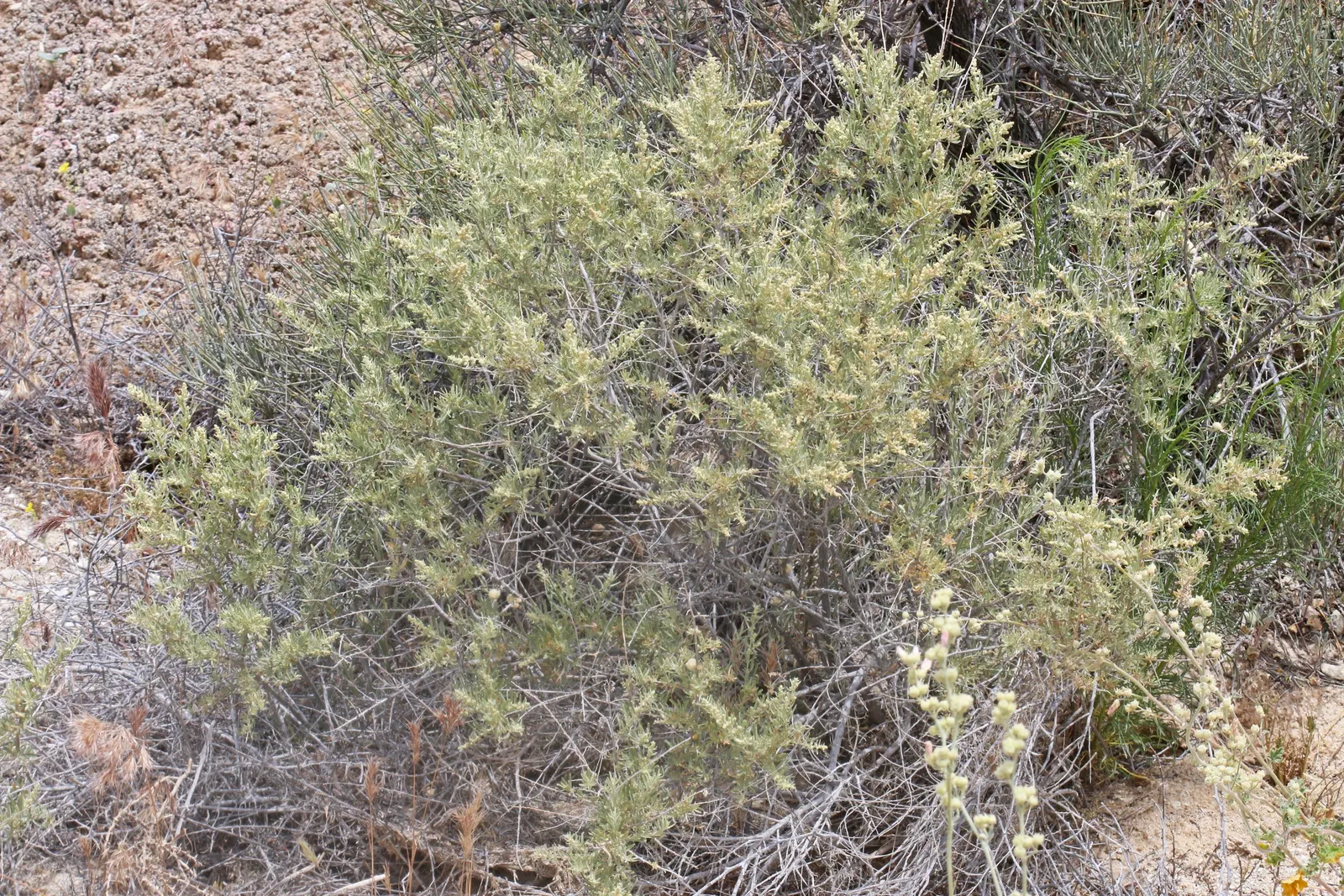 Four-Wing Salt Bush (Atriplex Canescens) — This species prefers full sun exposure but can tolerate partial shade.<br><br>For landscape designers