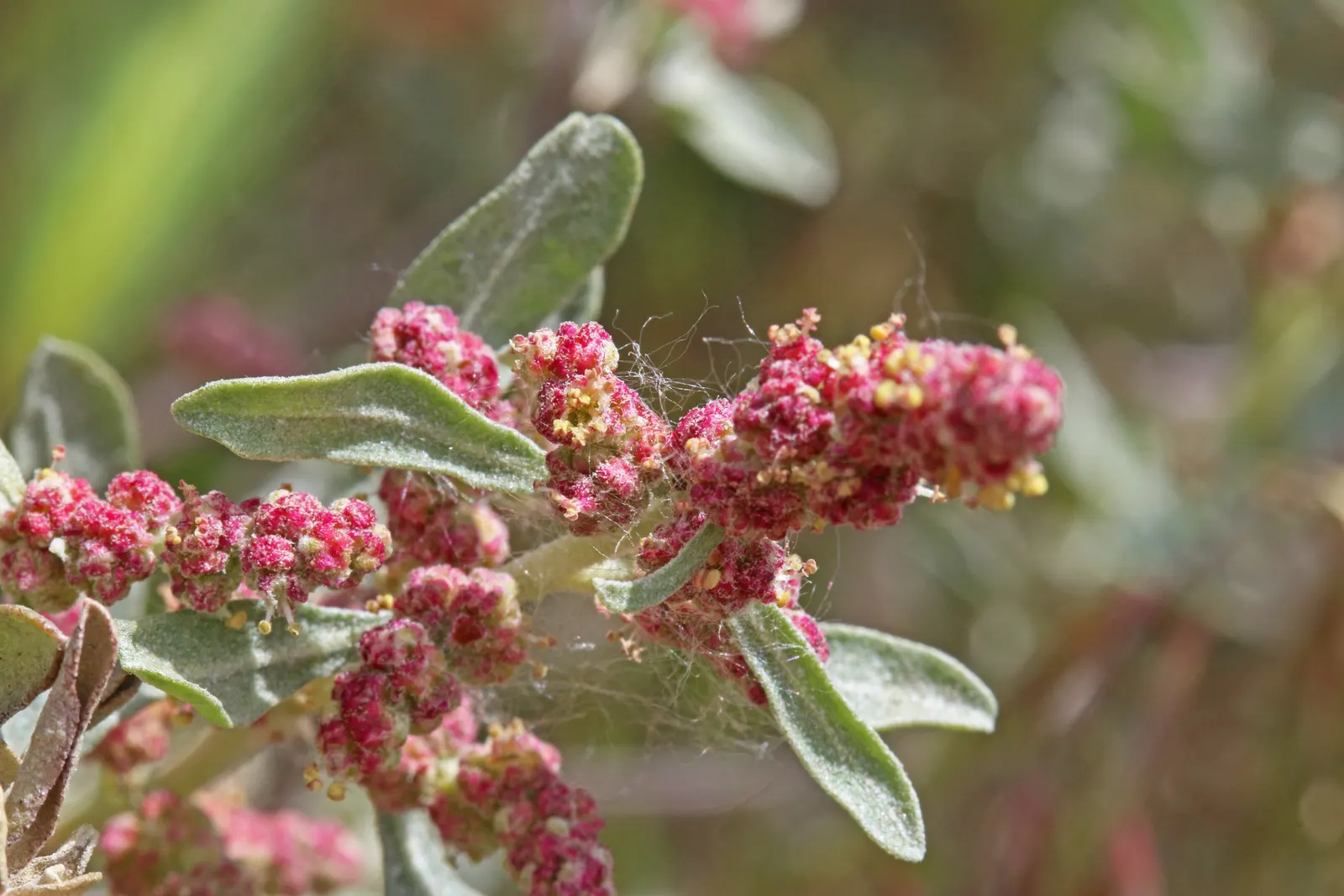 Four-Wing Salt Bush (Atriplex Canescens) — ideal for low-maintenance landscapes and xeriscaping designs in regions prone to drought