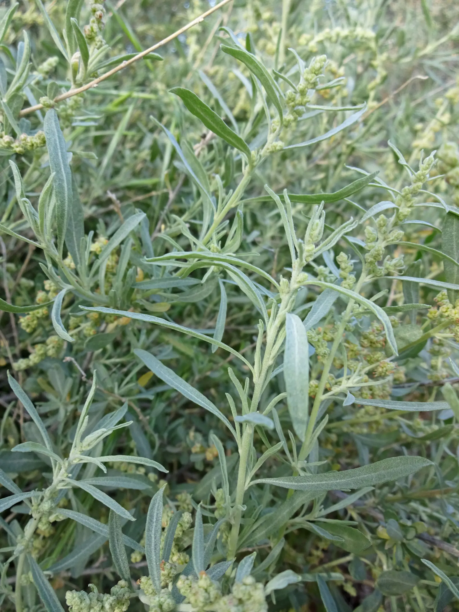 Four-Wing Salt Bush (Atriplex Canescens) — ideal for low-maintenance landscapes and xeriscaping designs in regions prone to drought; gray-green leaves and a