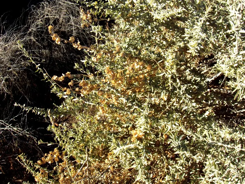 Four-Wing Salt Bush (Atriplex Canescens) — These fruits provide visual interest and attract wildlife