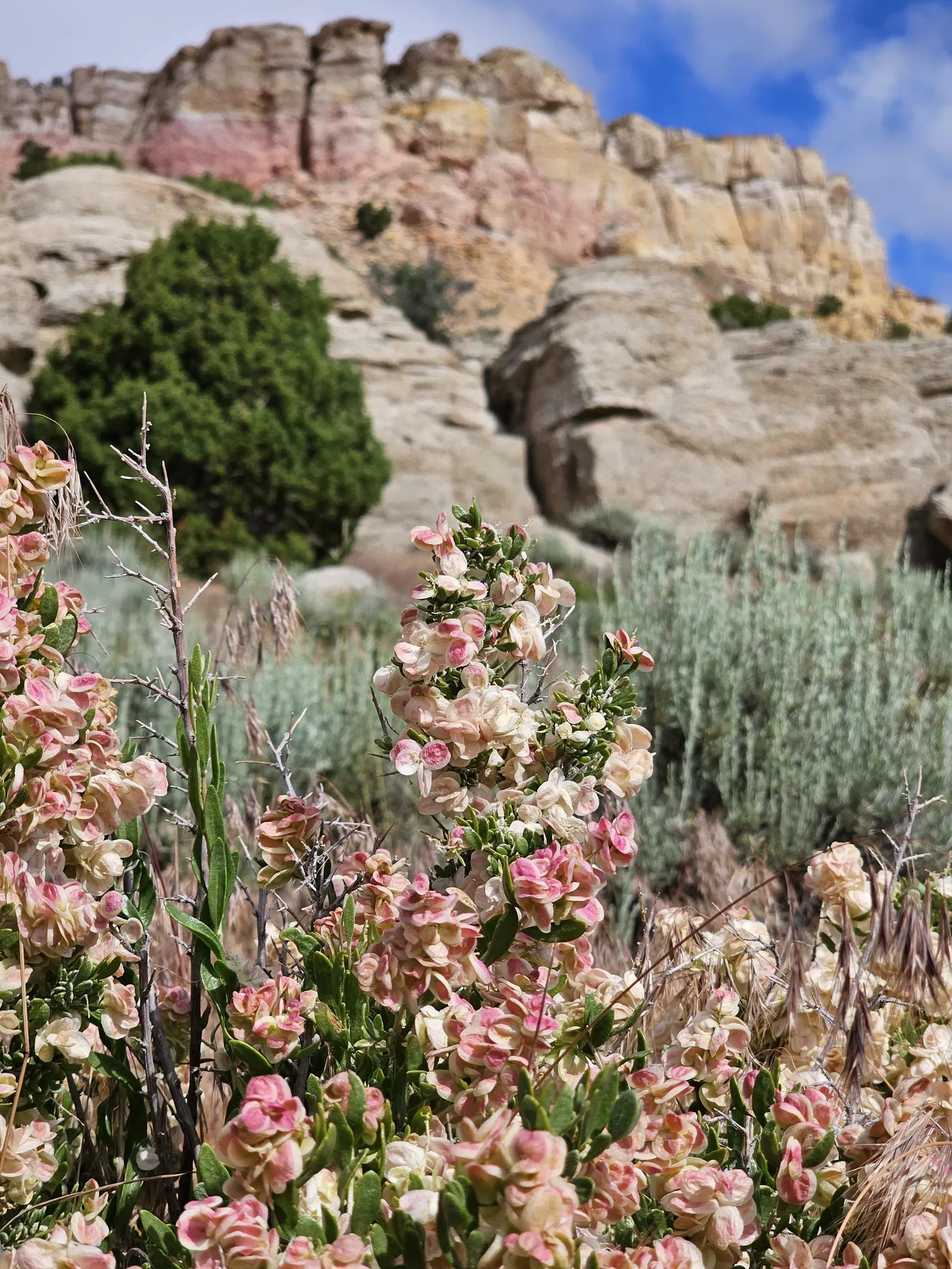 Four-Wing Salt Bush (Atriplex Canescens) — Its distinctive feature: seed pods with four papery wings, adding texture