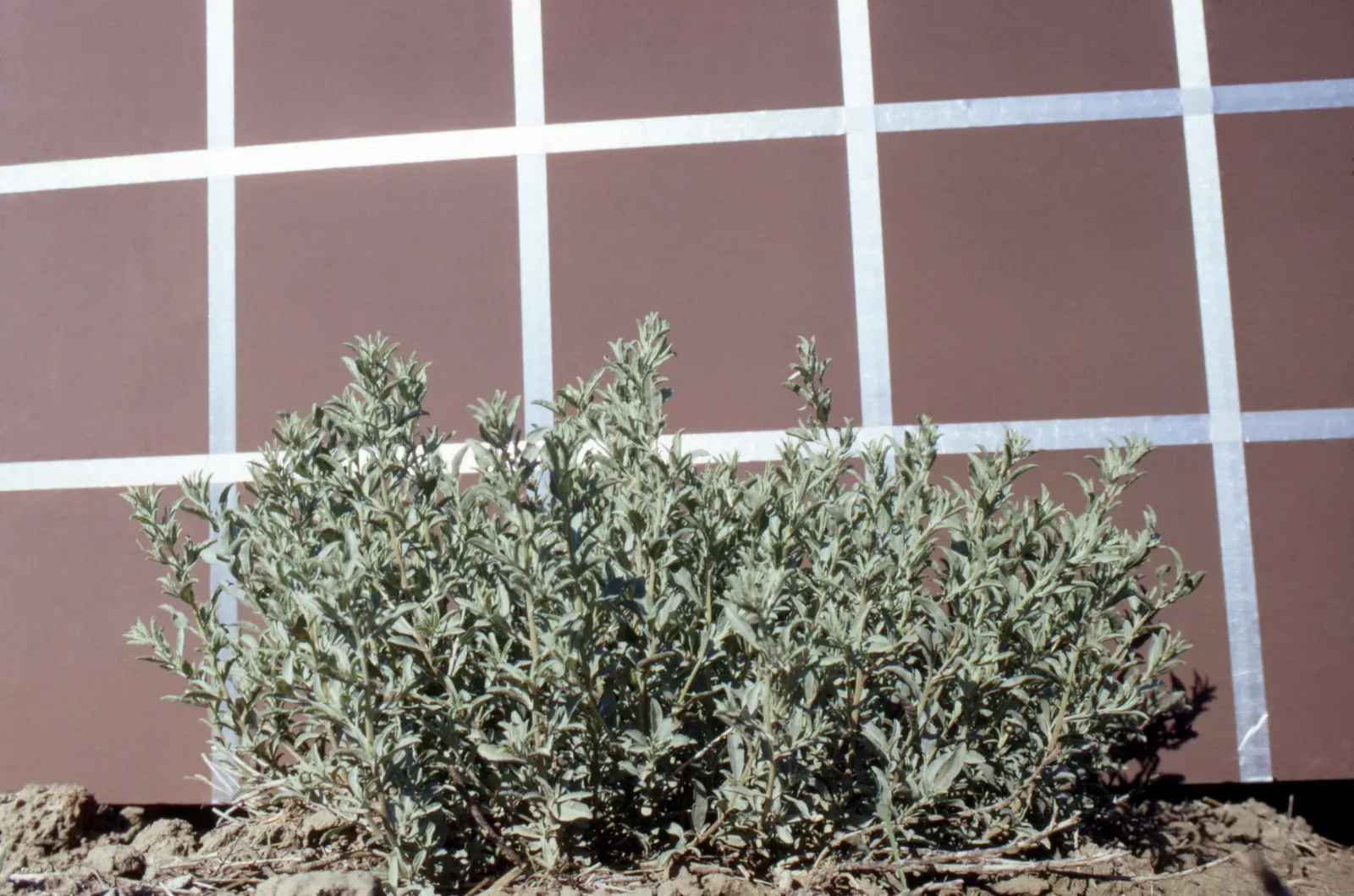 Four-Wing Salt Bush (Atriplex Canescens) — requiring minimal maintenance