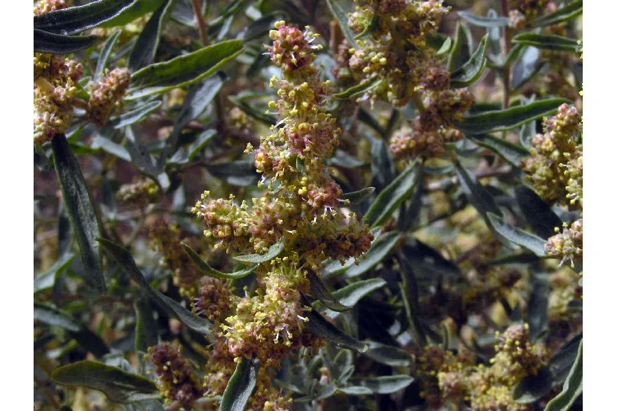 Four-Wing Salt Bush (Atriplex Canescens) — Four-wing Salt Bush (Atriplex canescens) is a versatile, drought-resistant shrub reaching 3-8 ft in height