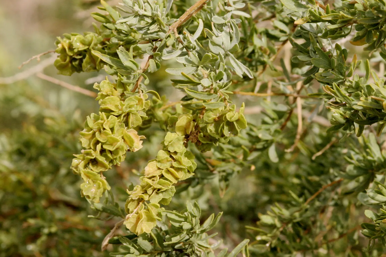 Four-Wing Salt Bush (Atriplex Canescens) — it thrives in full sun and tolerates a variety of soil types