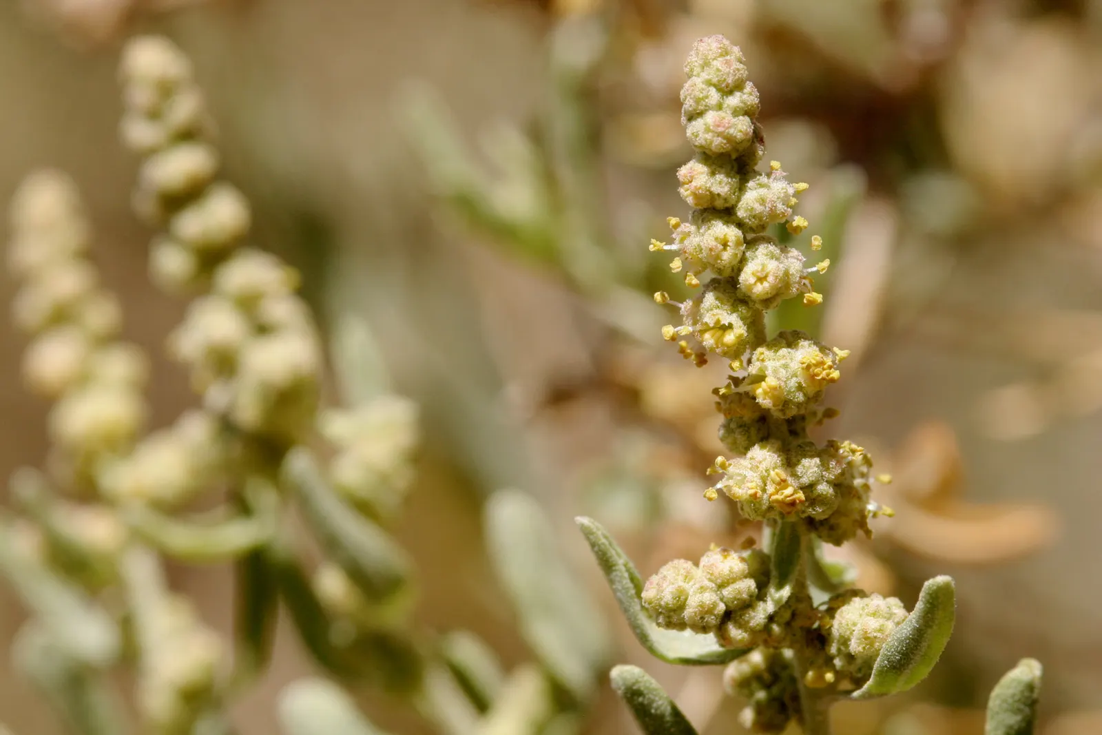 Four-Wing Salt Bush (Atriplex Canescens) — Gray-green leaves and a sprawling form make it ideal for erosion control and xeriscaping