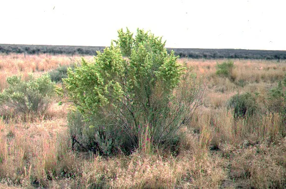 Four-Wing Salt Bush (Atriplex Canescens) — Its salt-tolerance suits coastal landscapes