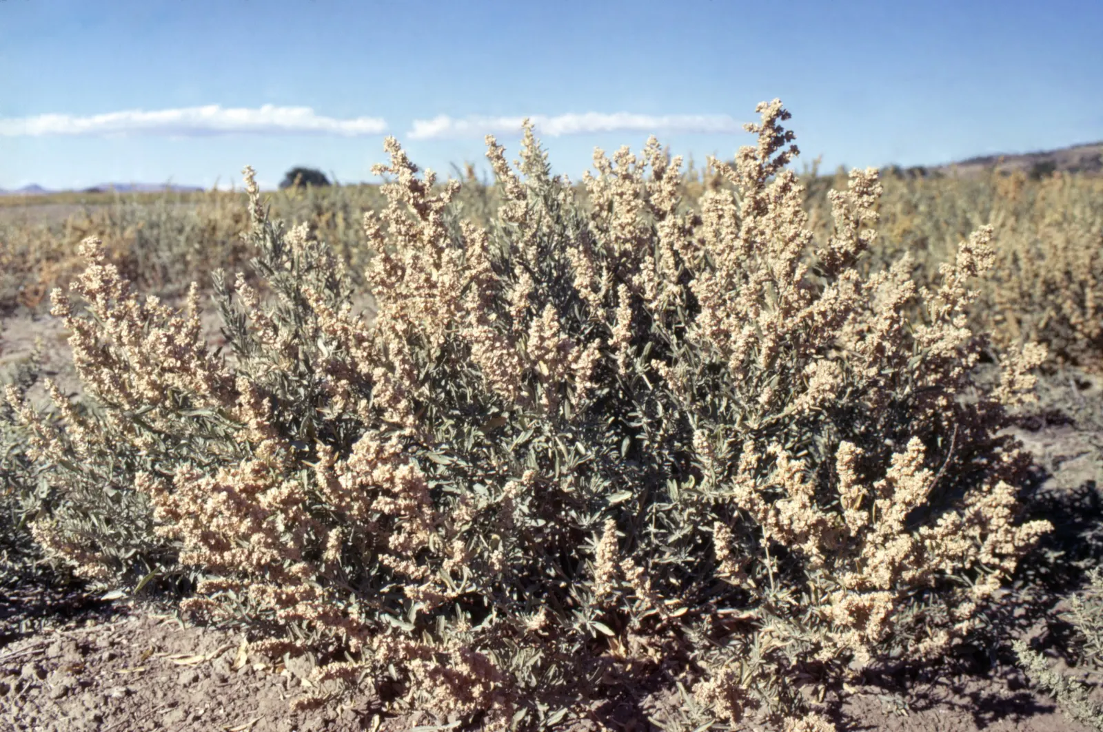 Four-Wing Salt Bush (Atriplex Canescens) — which measure about 1 to 2 inches in length