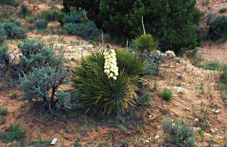 Navajo Yucca. (Yucca Baileyi) — forming a rosette pattern
