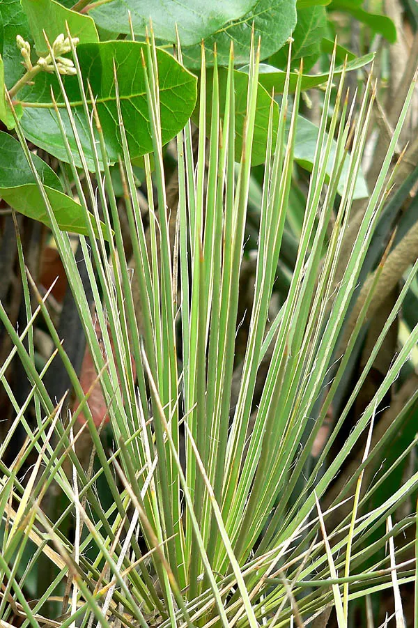 Navajo Yucca. (Yucca Baileyi) — This North American native thrives in USDA Hardiness Zones 5 to 9