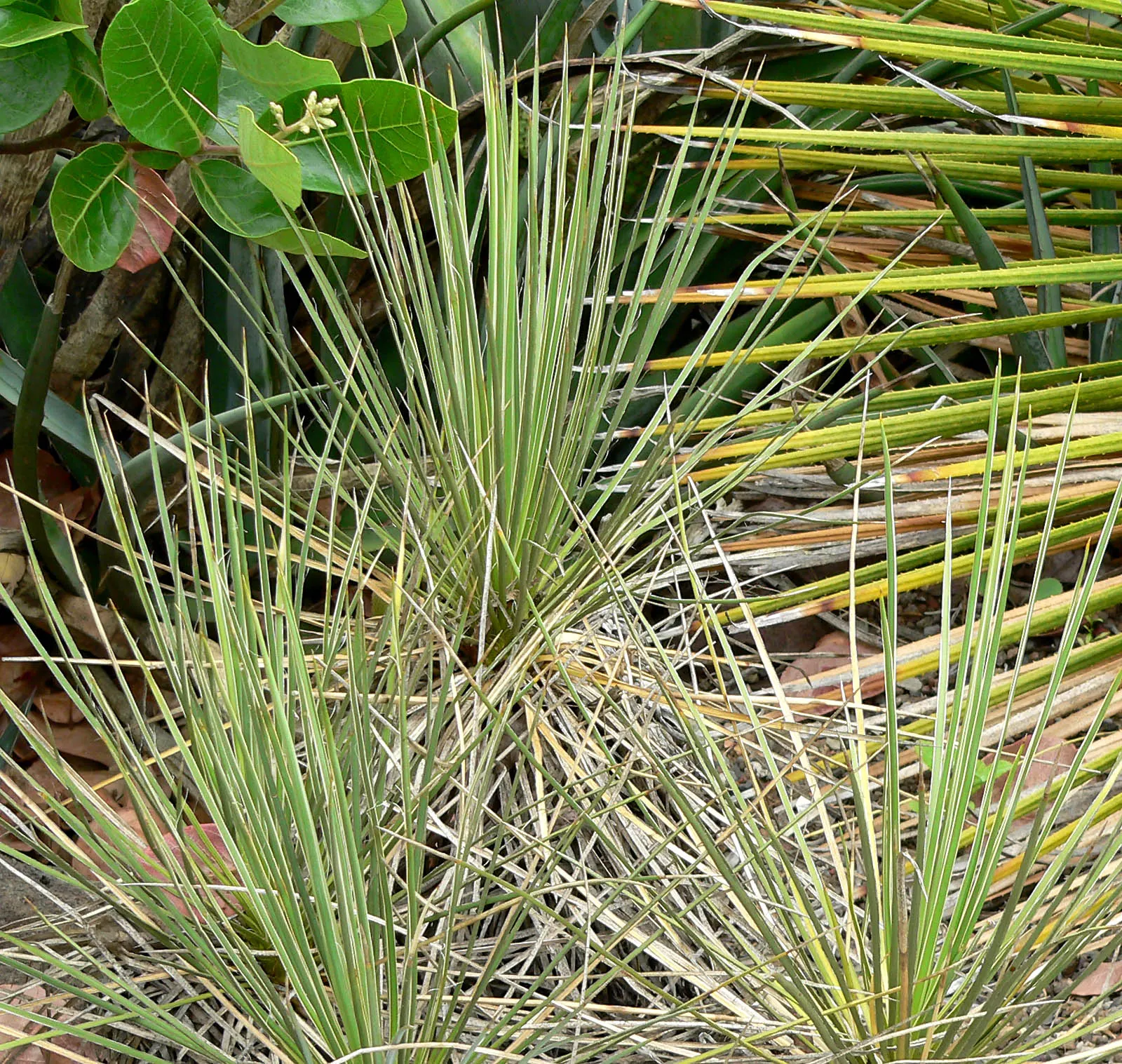 Navajo Yucca. (Yucca Baileyi) — exemplifying resilience under a variety of temperate conditions