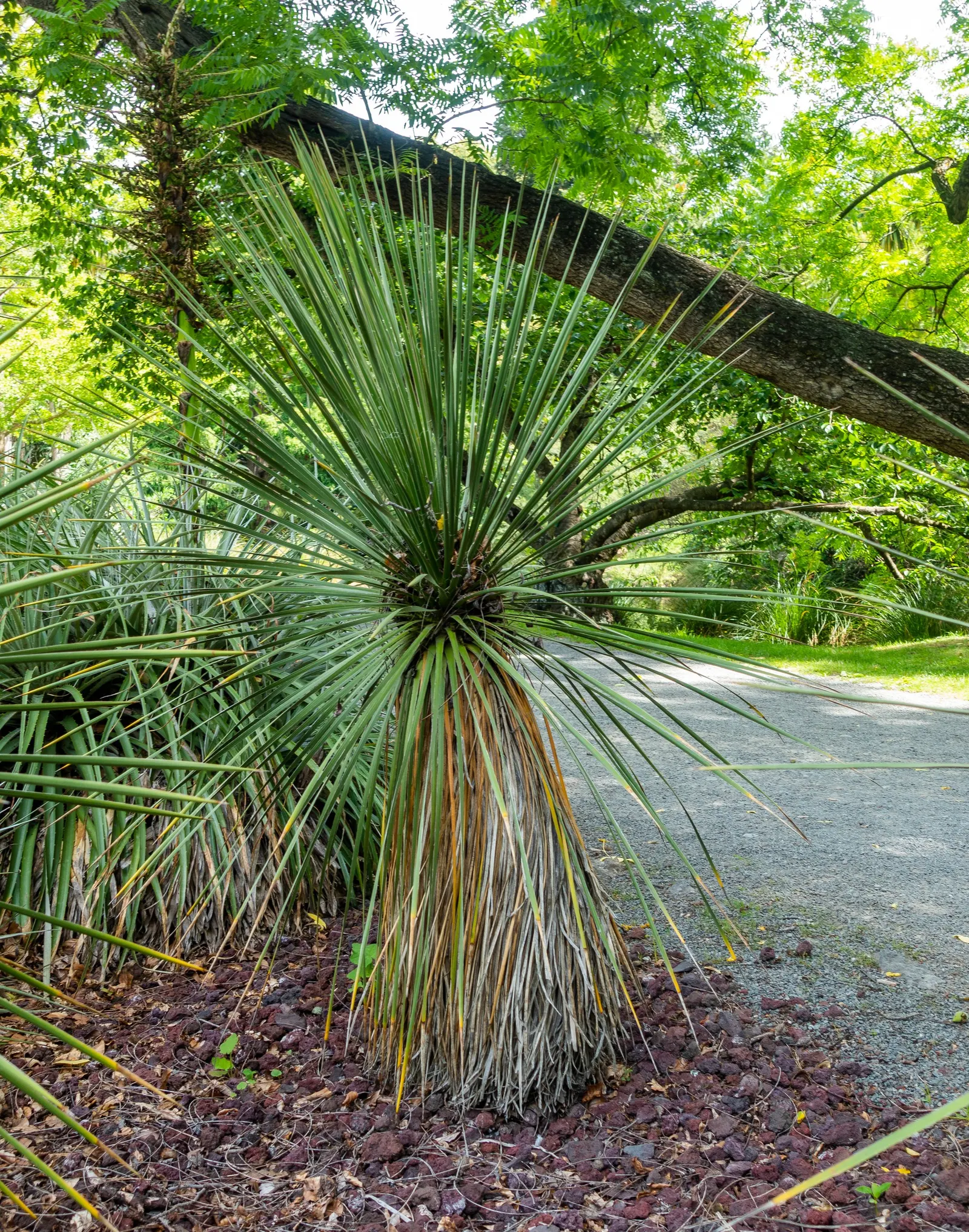 Navajo Yucca. (Yucca Baileyi) — Minimal care is needed, symbolizing endurance and evergreen beauty in a landscape design