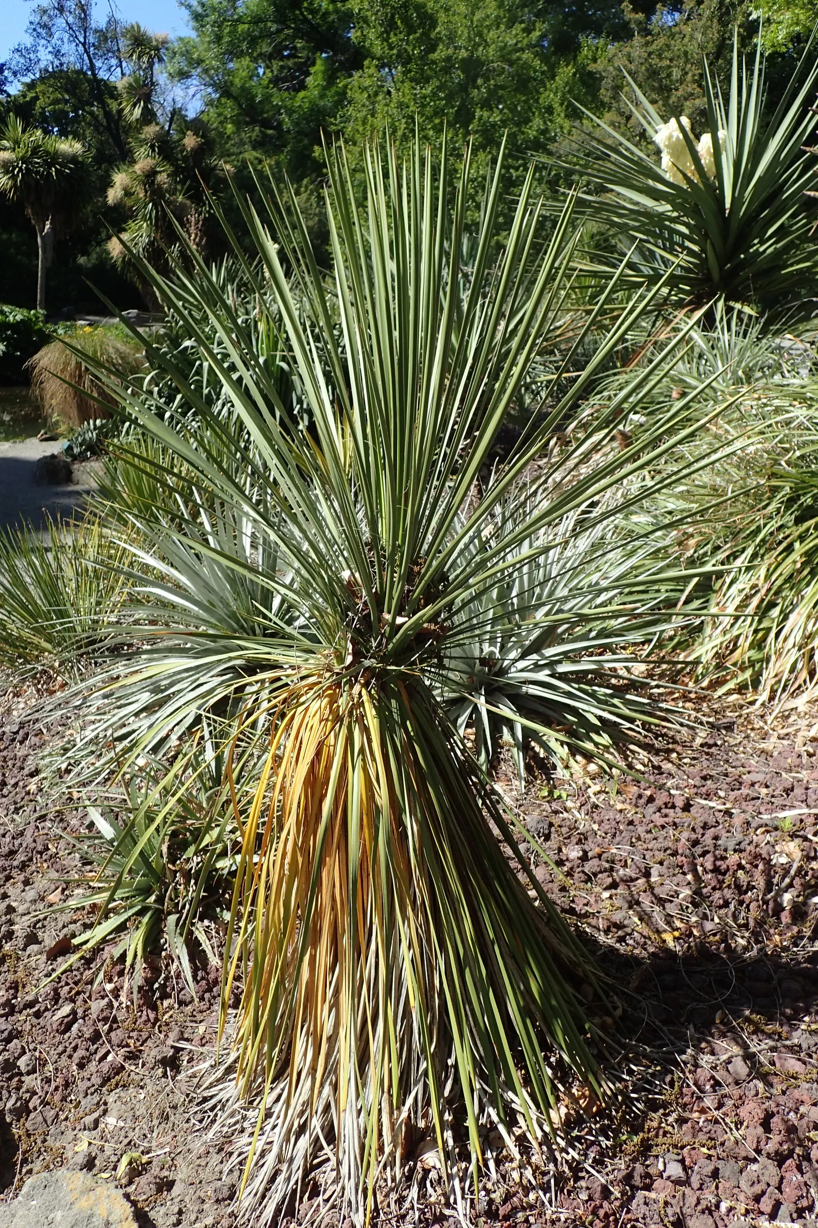 Navajo Yucca. (Yucca Baileyi) — you can expect the Navajo yucca to send up a spectacular flowering stalk