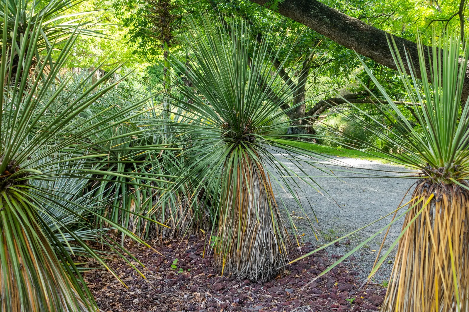 Navajo Yucca. (Yucca Baileyi) — Navajo Yucca (Yucca baileyi) thrives in USDA zones 4-9 as a draught-tolerant perennial