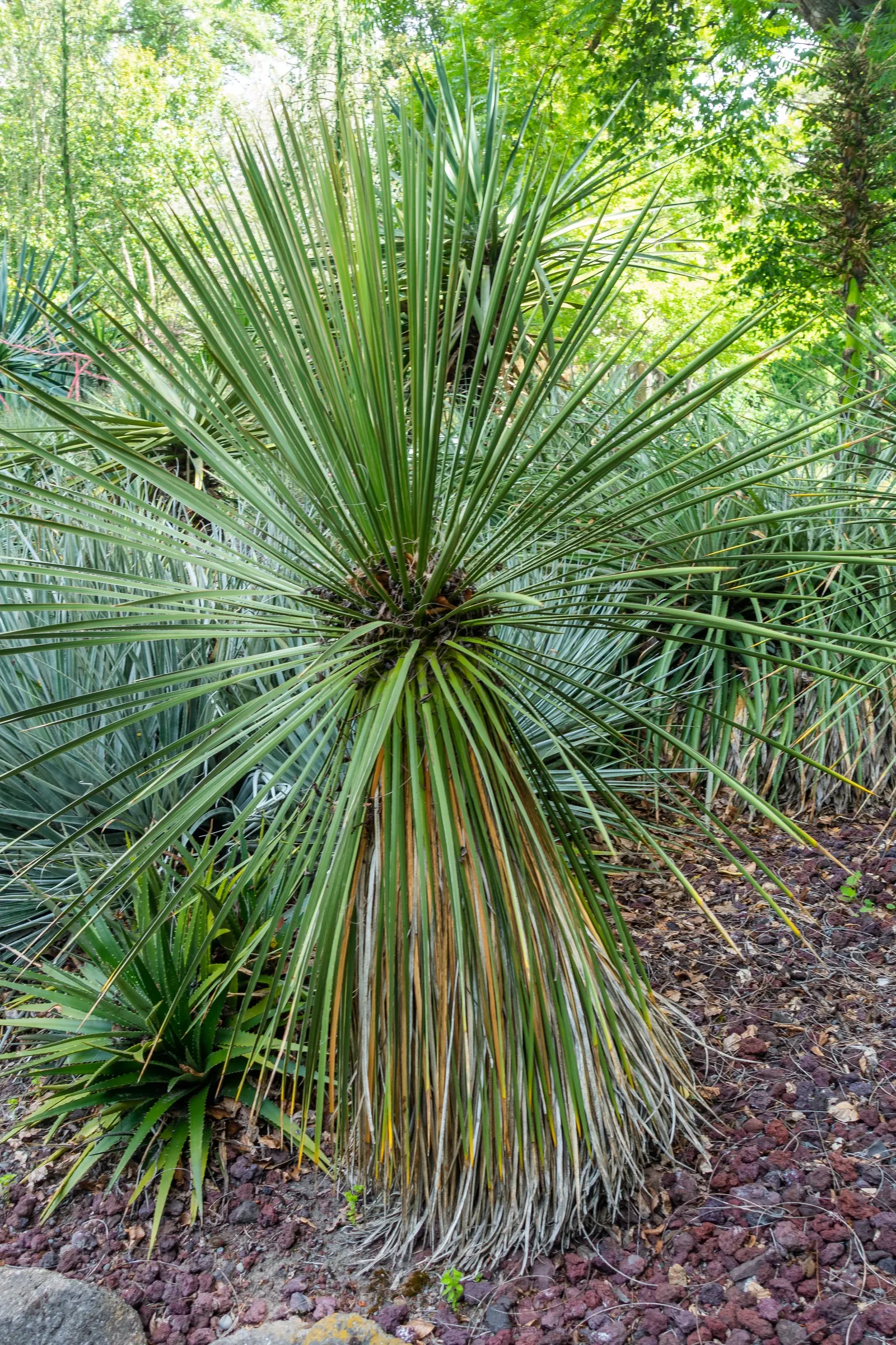 Navajo Yucca. (Yucca Baileyi) — Springtime brings towering, bell-shaped cream flowers on spikes up to 5 ft tall