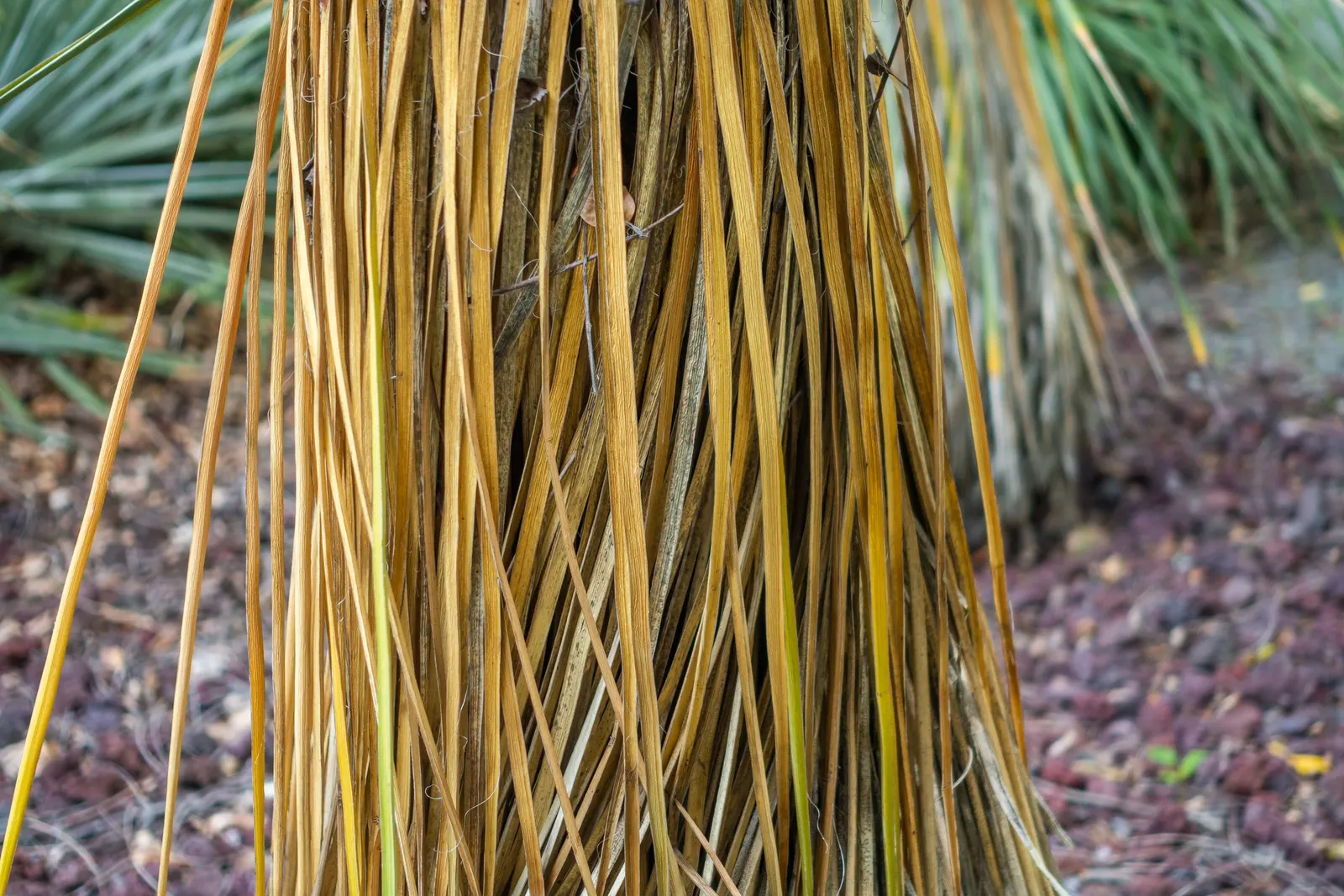 Navajo Yucca. (Yucca Baileyi) — Ideal for xeriscapes with full sun and well-drained soil