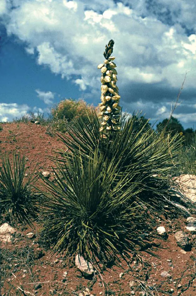 Navajo Yucca. (Yucca Baileyi) — blue-green leaves that are rigid and pointed