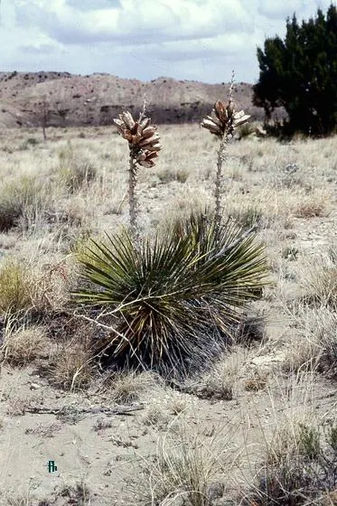 Navajo Yucca. (Yucca Baileyi) — Each leaf is edged with fine, curly filaments, which contrast beautifully against the plant's spiky silhouette