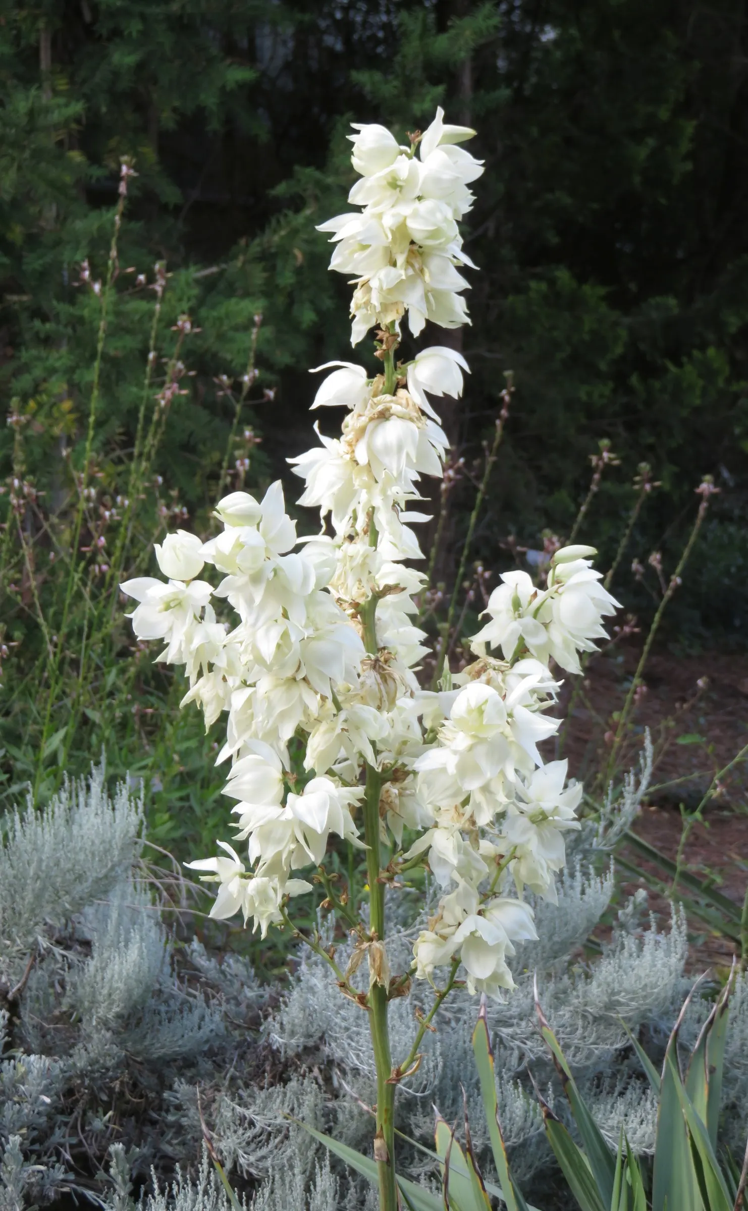 Navajo Yucca. (Yucca Baileyi) — When integrating Yucca baileyi into your garden design