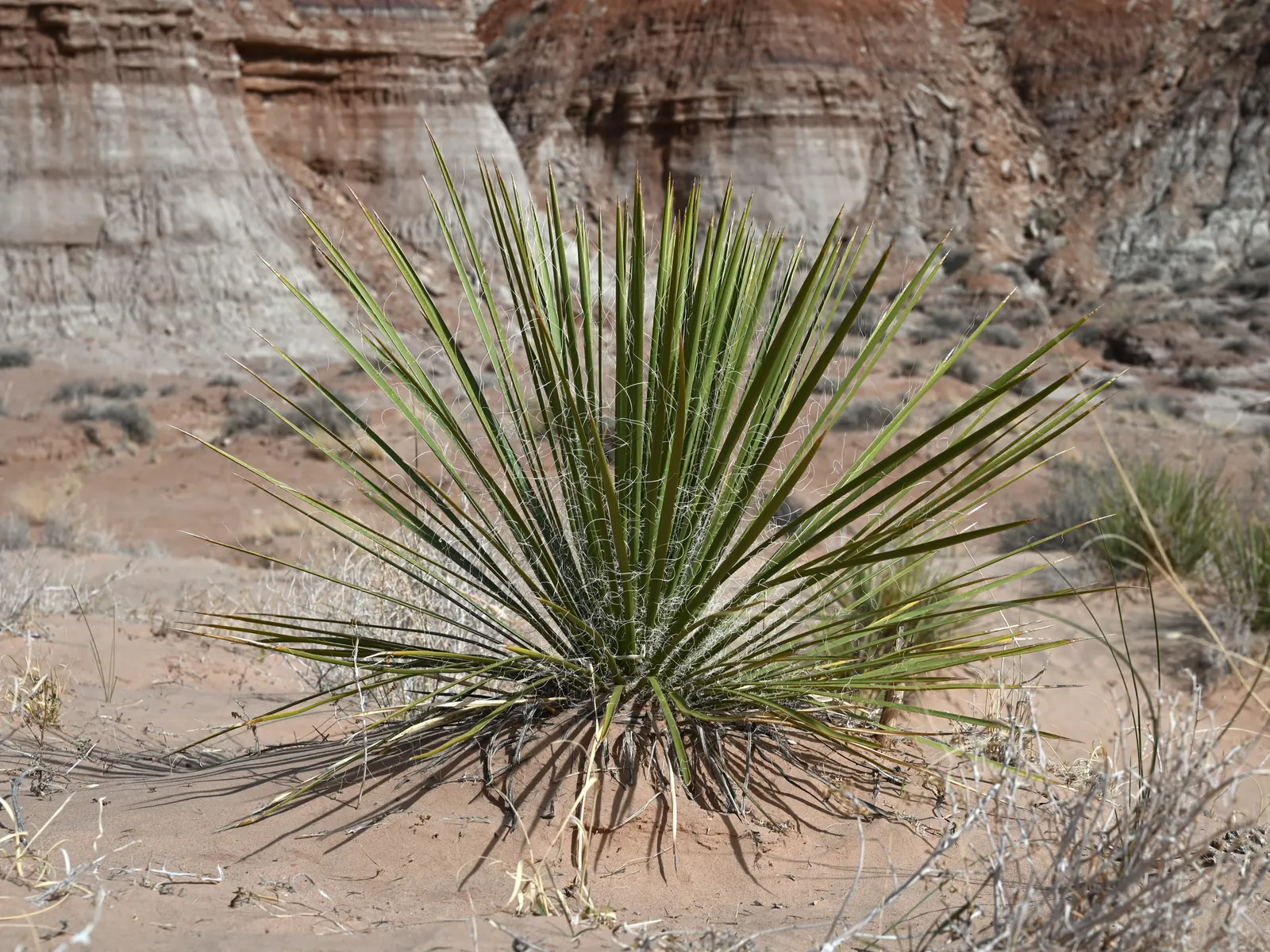 Navajo Yucca. (Yucca Baileyi) — From late spring to early summer