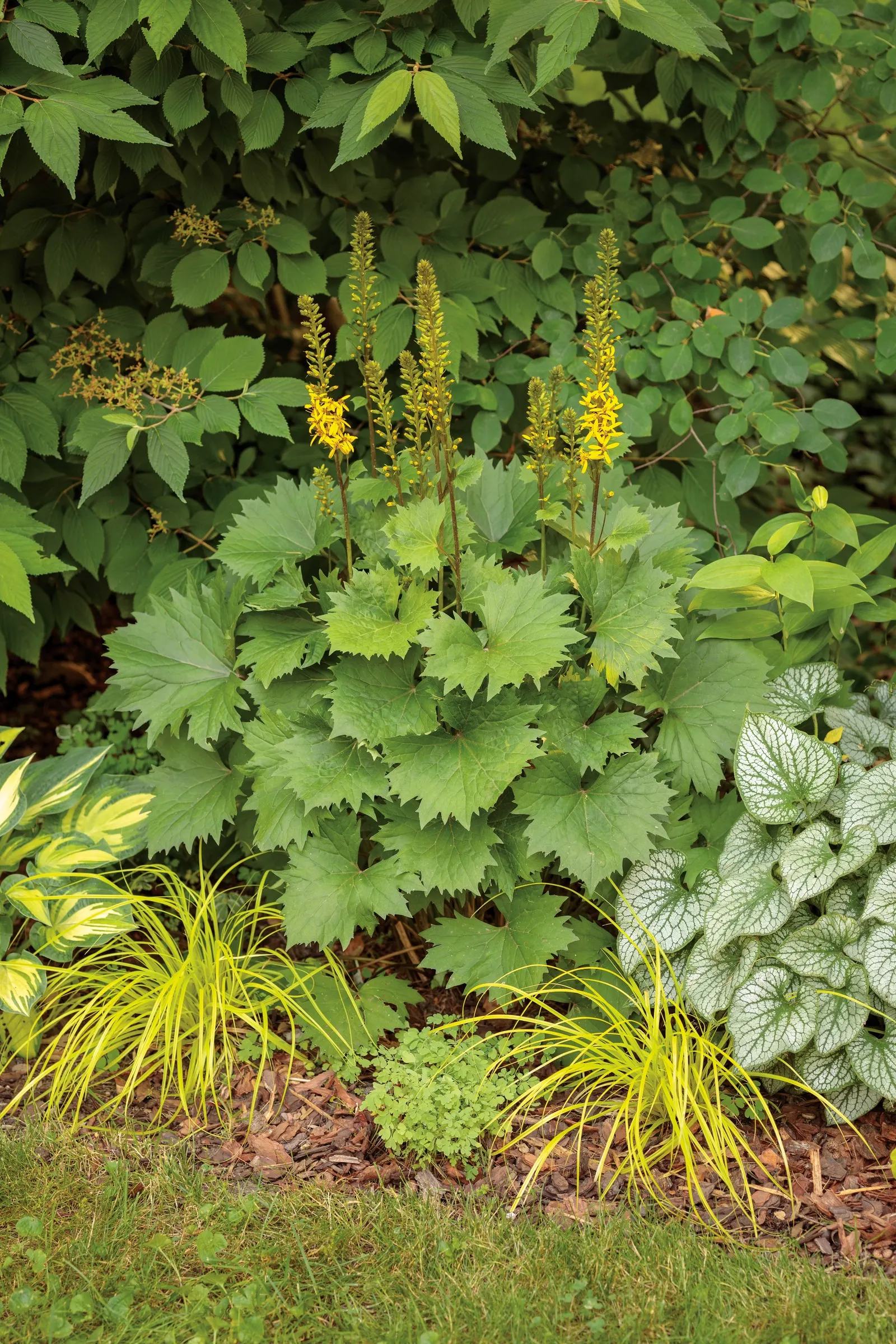 'Bottle Rocket' Ligularia (Ligularia hybrid) — serrated leaves form a compact clump.; moist locations in part shade, image 23