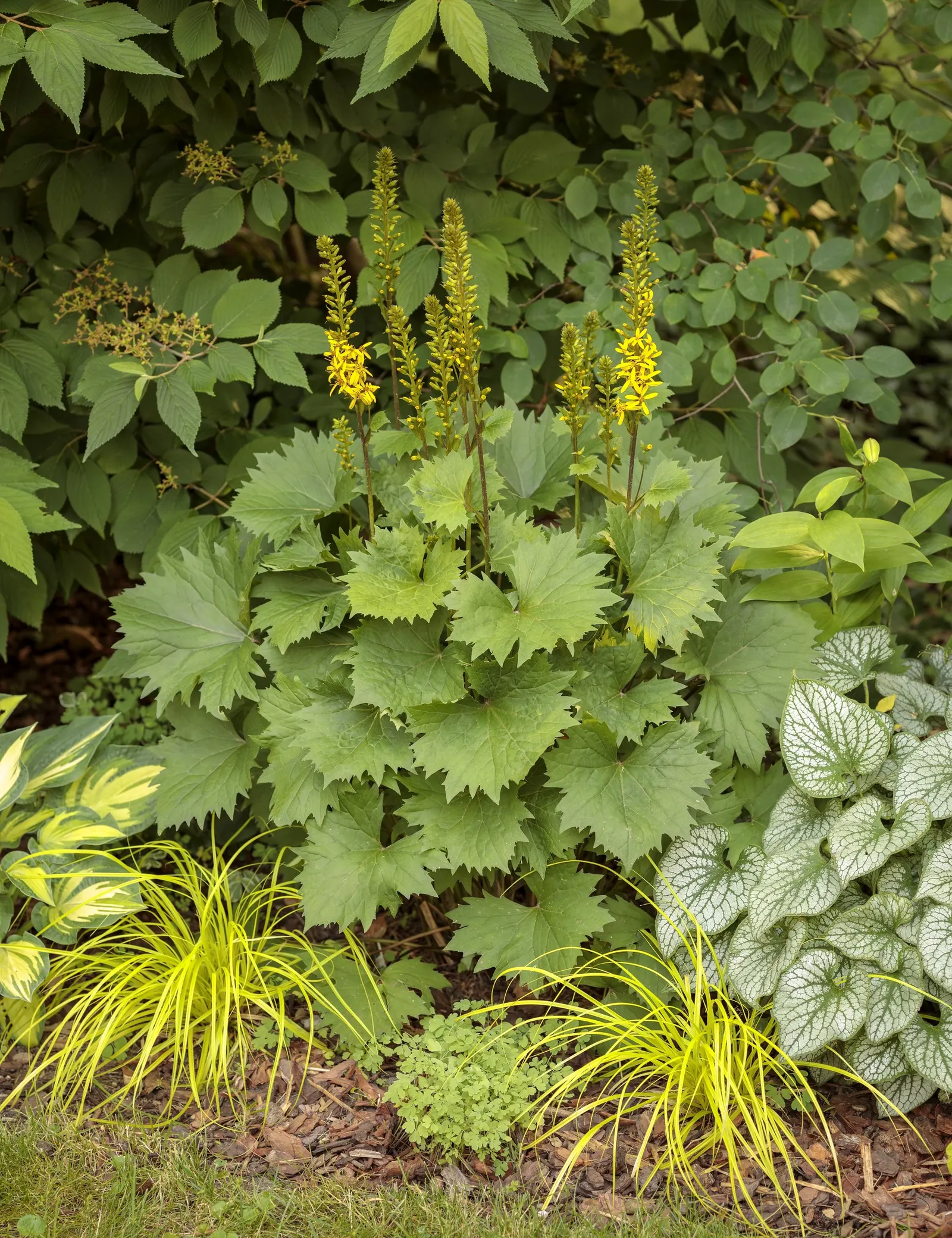 'Bottle Rocket' Ligularia (Ligularia hybrid) — Required constant moisture; moist locations in part shade, image 27