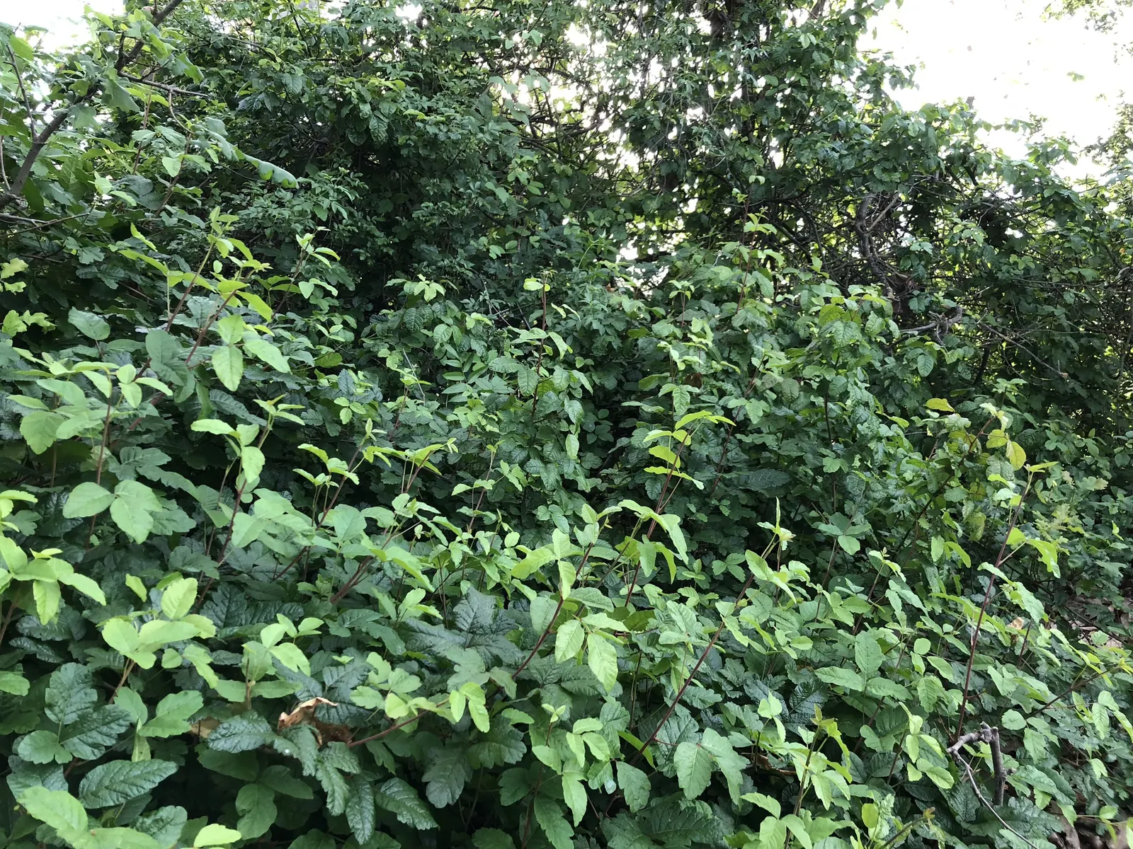 Poison Oak (Toxicodendron Diversilobum) — Maintaining a safe distance in design; poison Oak can form dense thickets if allowed, image 59