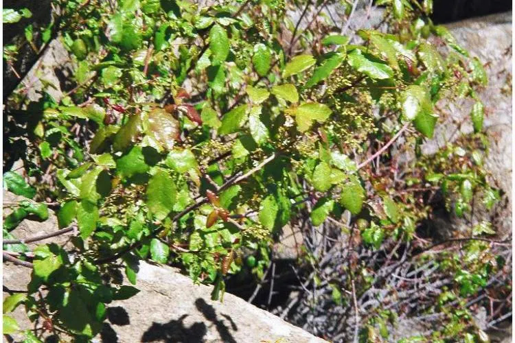 Poison Oak (Toxicodendron Diversilobum) — Poison Oak, is a deciduous shrub that demands both respect and caution
