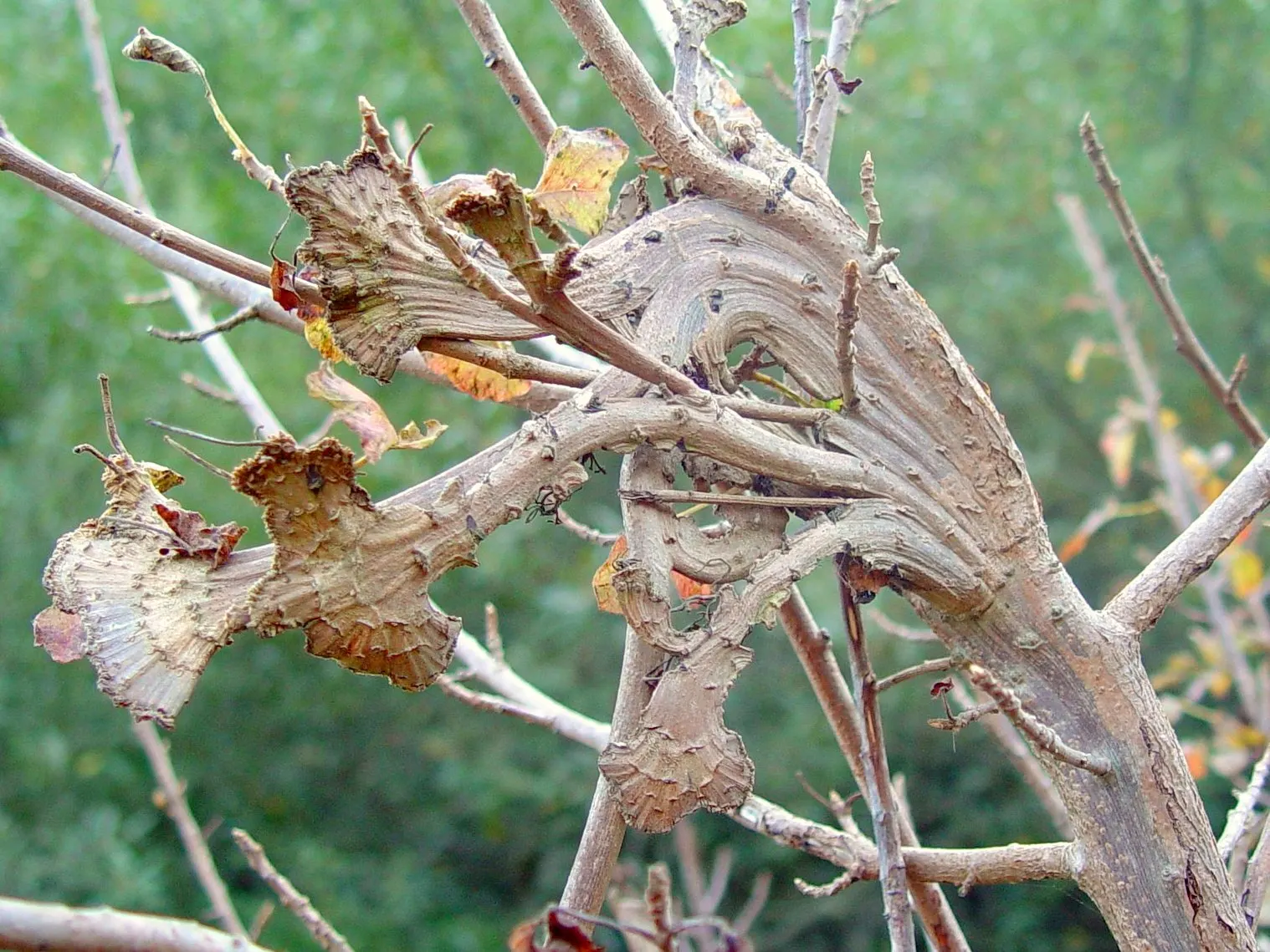 Poison Oak (Toxicodendron Diversilobum) — Caution: The plant contains urushiol, causing severe allergic reactions upon contact; and considering, image 48