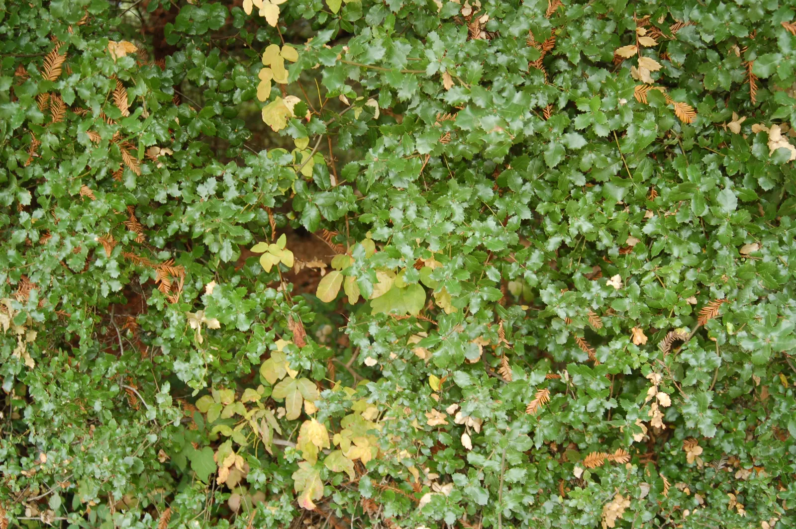 Poison Oak (Toxicodendron Diversilobum) — comprising three leaflets with variable shapes, image 25