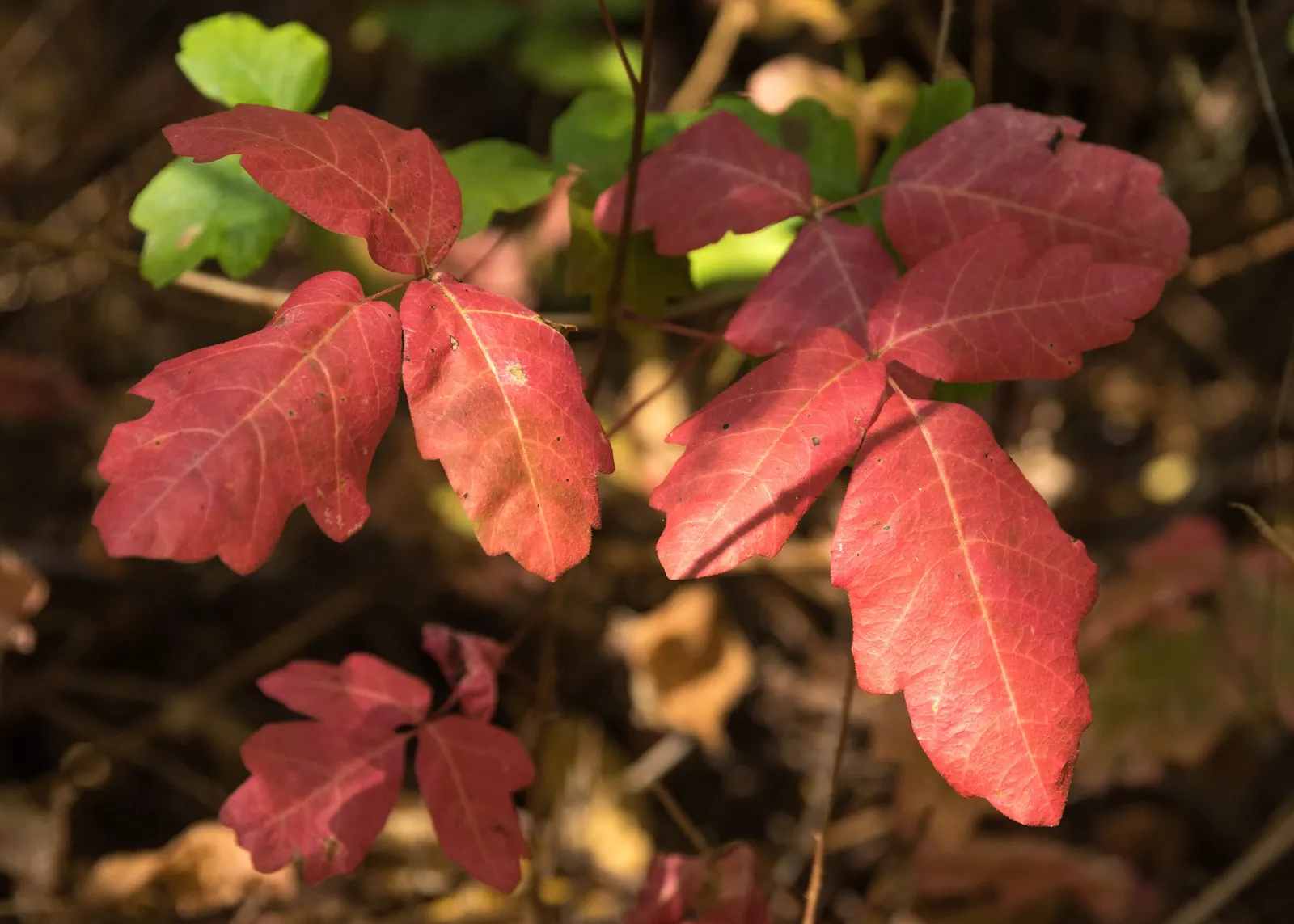 Poison Oak (Toxicodendron Diversilobum) — are essential safety precautions; comprising three leaflets with variable shapes, image 61