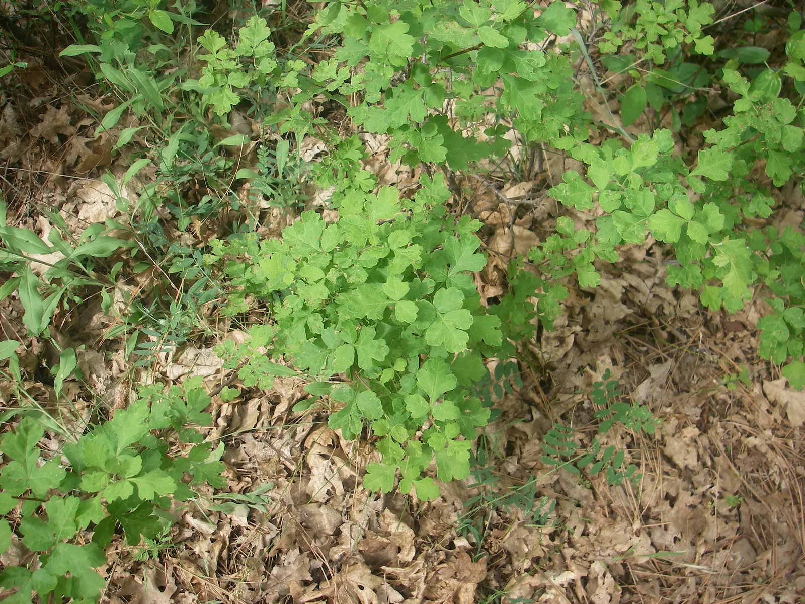 Poison Oak (Toxicodendron Diversilobum) — this plant thrives in wooded areas; comprising three leaflets with variable shapes