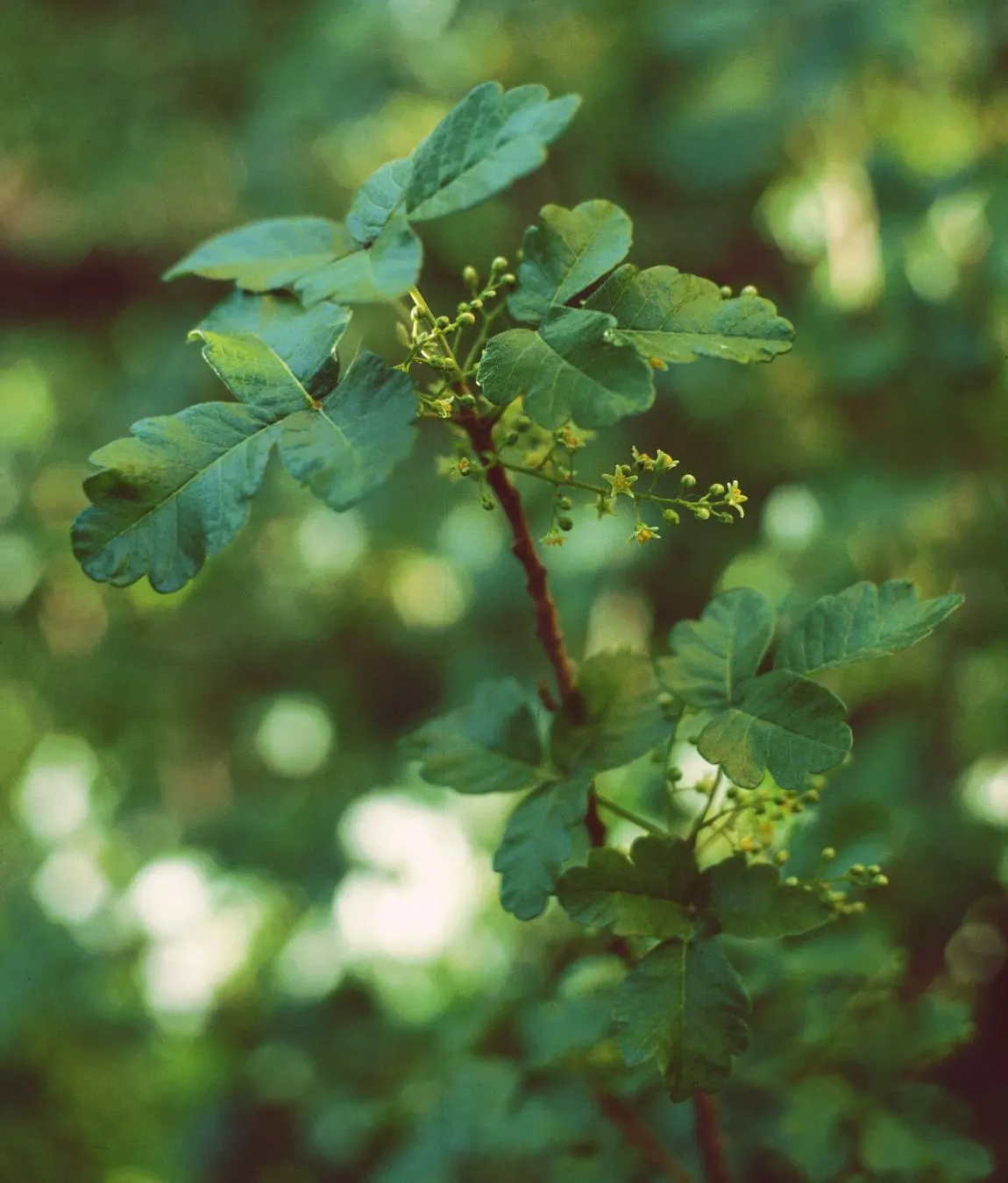 Poison Oak (Toxicodendron Diversilobum) — Caution: The plant contains urushiol, causing severe allergic reactions upon contact