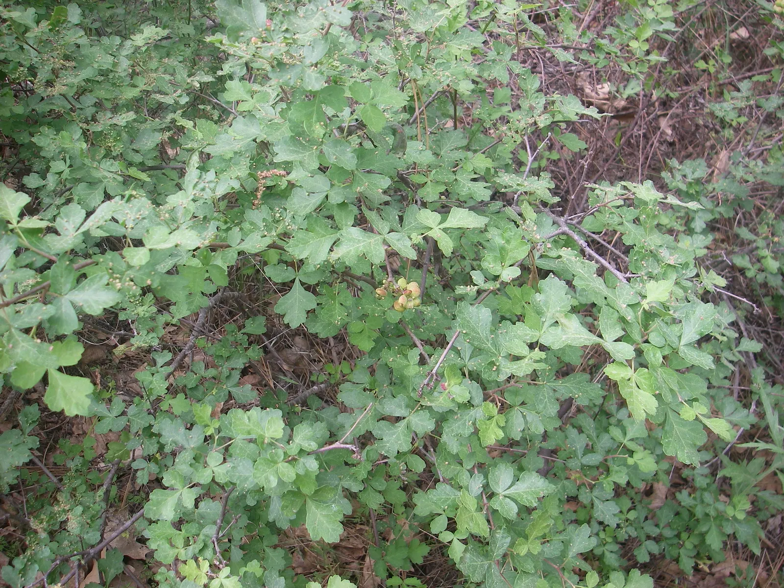 Poison Oak (Toxicodendron Diversilobum) — Direct contact can lead to an allergic reaction, with symptoms ranging from mild to severe rash and, image 37