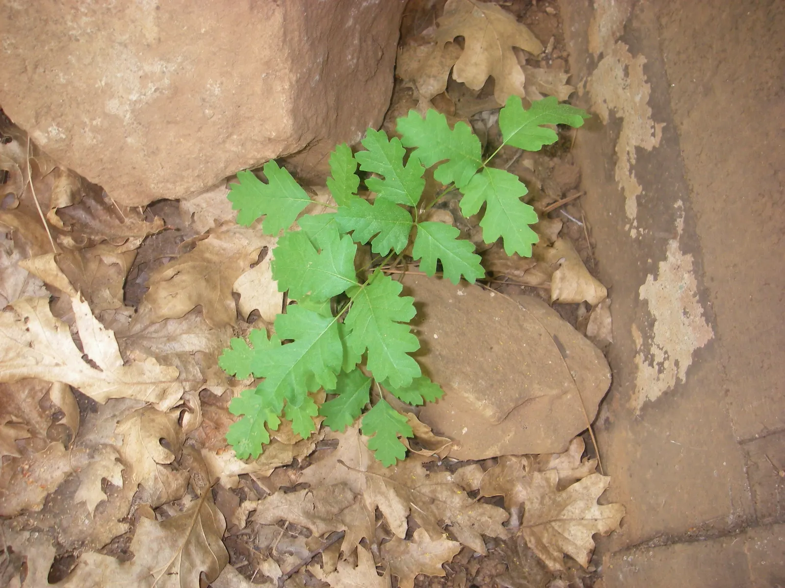 Poison Oak (Toxicodendron Diversilobum) — and considering removal if close human interaction is likely, image 39