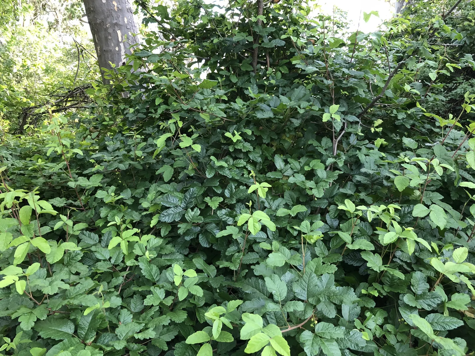 Poison Oak (Toxicodendron Diversilobum) — While it might seduce with its autumnal hues