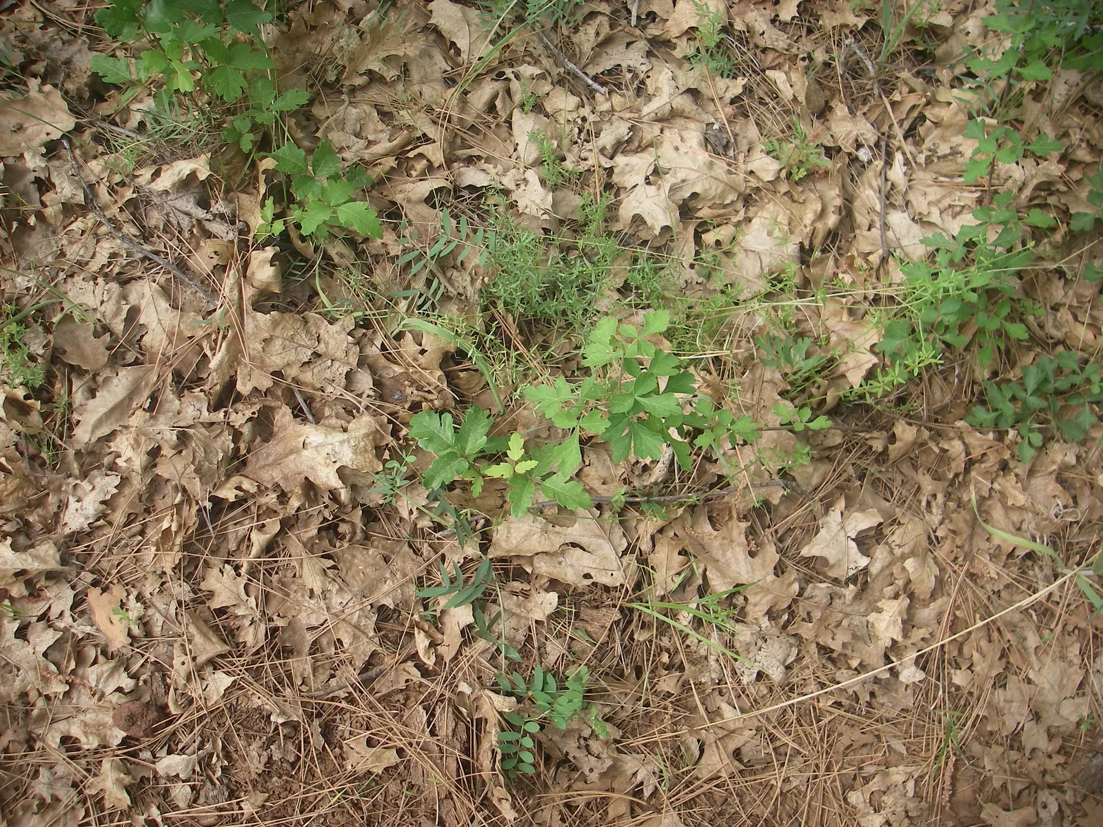 Poison Oak (Toxicodendron Diversilobum) — resemble oak leaves and turn a striking red-orange in fall
