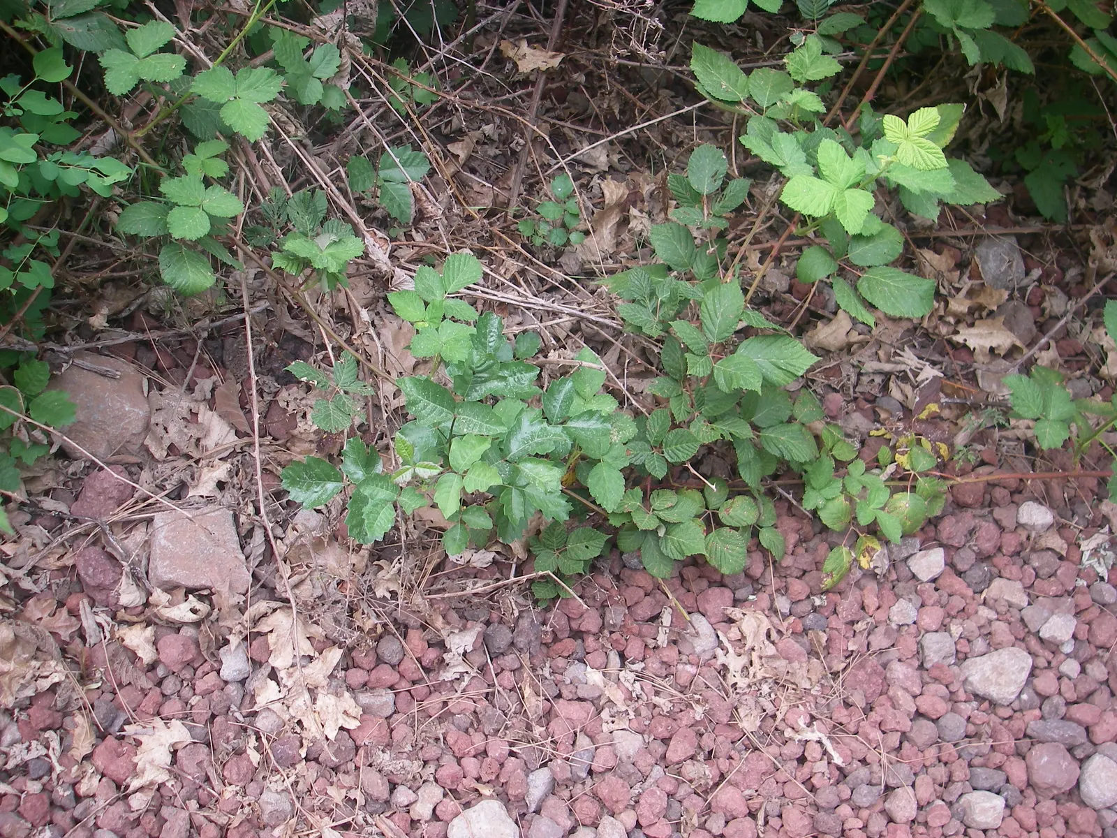 Poison Oak (Toxicodendron Diversilobum) — hints at the diverse lobed leaves that can be easily mistaken for non-toxic relatives; poison Oak can form dense