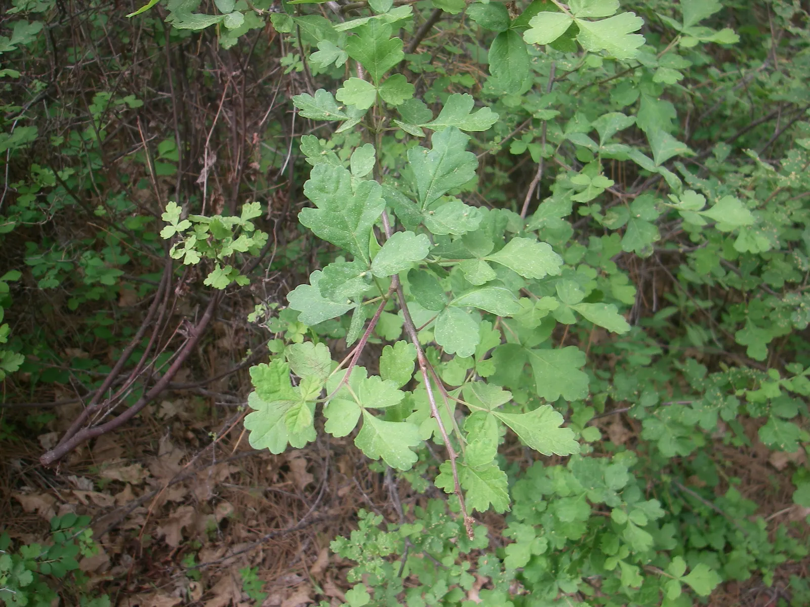 Poison Oak (Toxicodendron Diversilobum) — commonly known as Poison Oak; comprising three leaflets with variable shapes