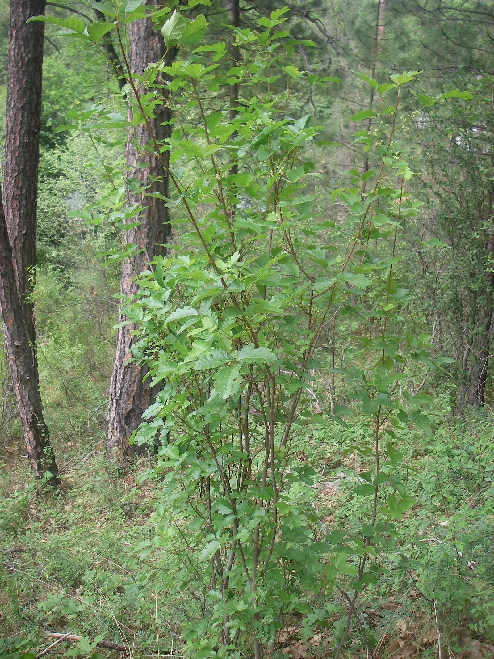 Poison Oak (Toxicodendron Diversilobum) — caution is key; every part of this plant