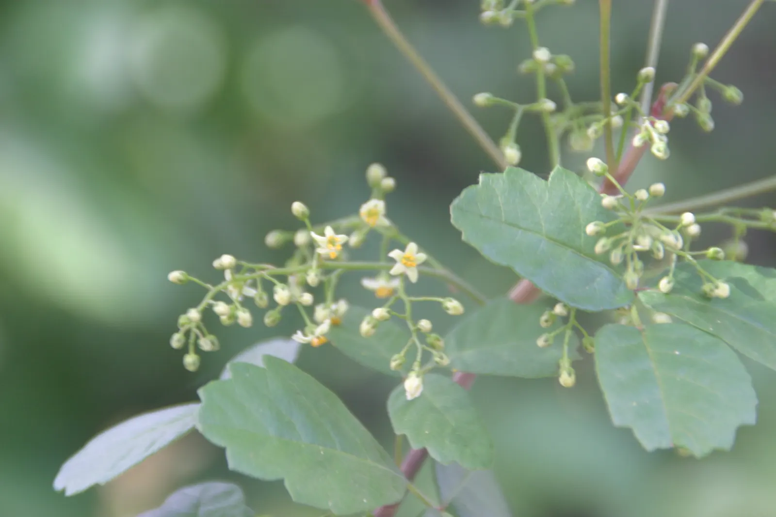 Poison Oak (Toxicodendron Diversilobum) — It typically grows 1-3 feet high, with a spread of up to 5 feet; and considering removal if close human, image 45