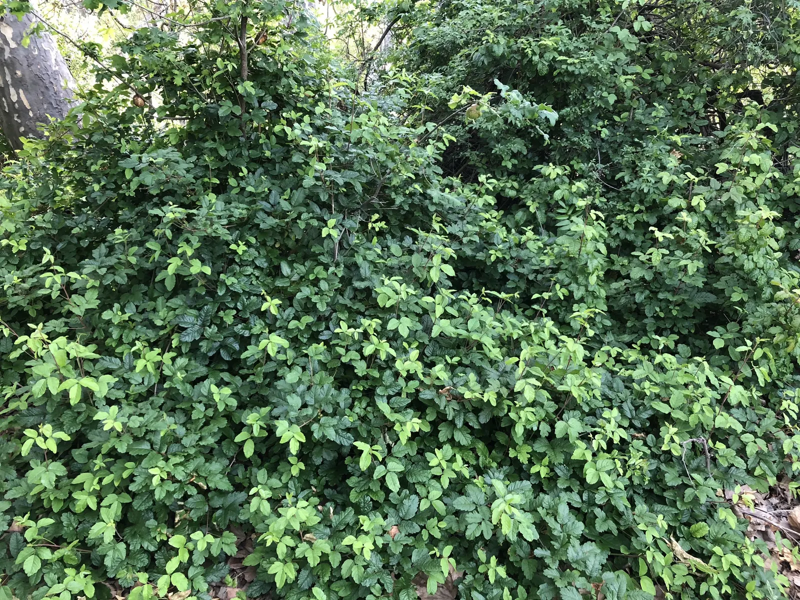 Poison Oak (Toxicodendron Diversilobum) — and considering removal if close human interaction is likely