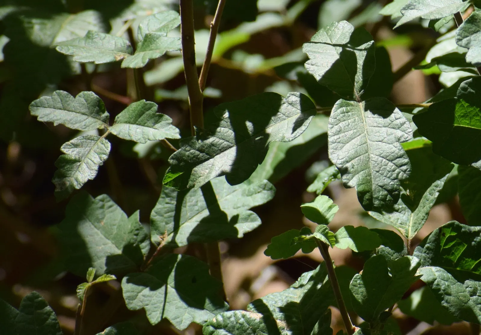 Poison Oak (Toxicodendron Diversilobum) — comprising three leaflets with variable shapes