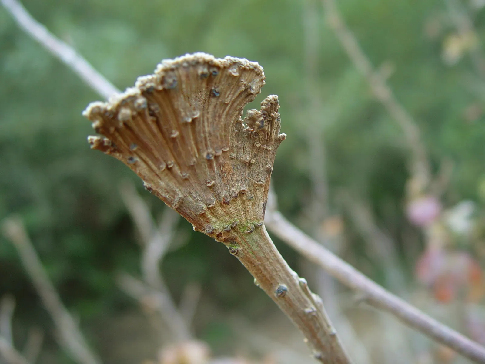 Poison Oak (Toxicodendron Diversilobum) — caution is key; every part of this plant; comprising three leaflets with variable shapes