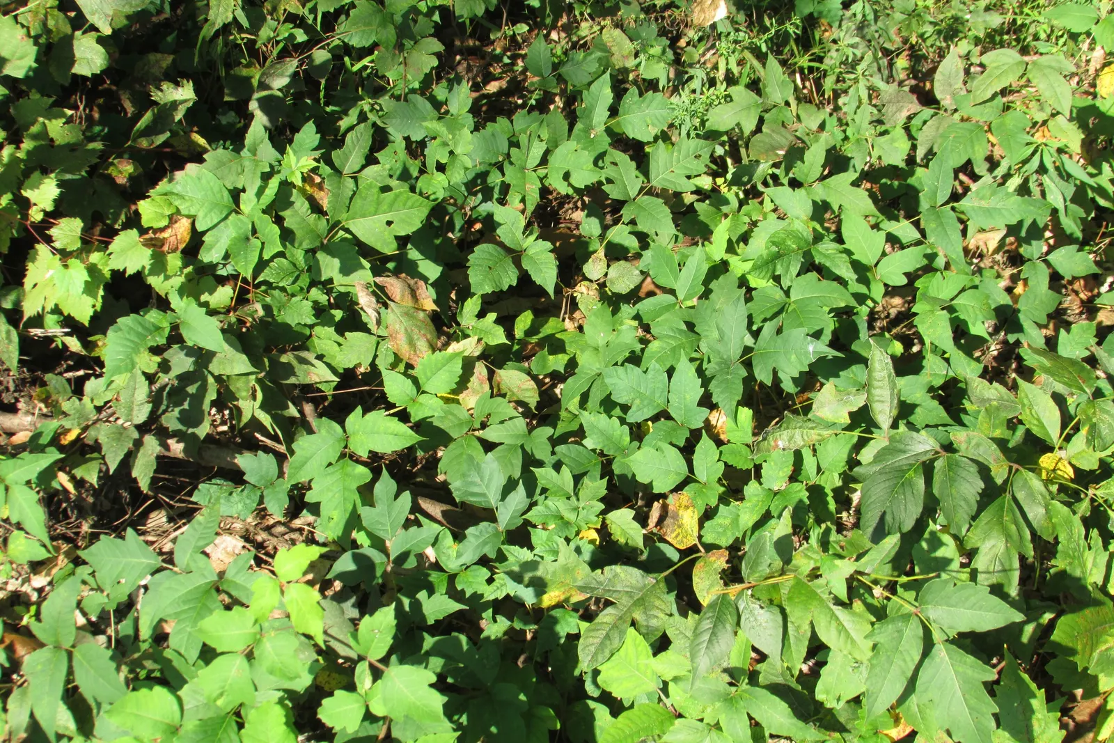 Poison Oak (Toxicodendron Diversilobum) — is a deciduous shrub native to western North America's forests and grasslands; poison Oak can form dense thickets if