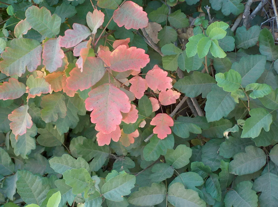Poison Oak (Toxicodendron Diversilobum) — a potent skin irritant.<br><br>For landscape purposes; poison Oak can form dense thickets if allowed, image 56
